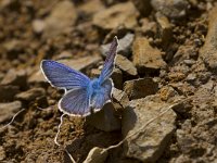 maudoc.com • Cyaniris semiargus •  IMG_1860 copia.jpg   Cyaniris semiargus